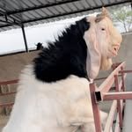 poona_goat_farm 프로필 사진