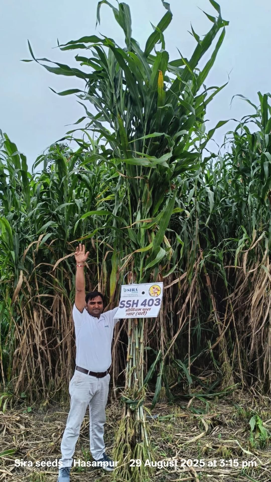 siraseedsforage 게시물 이미지: 