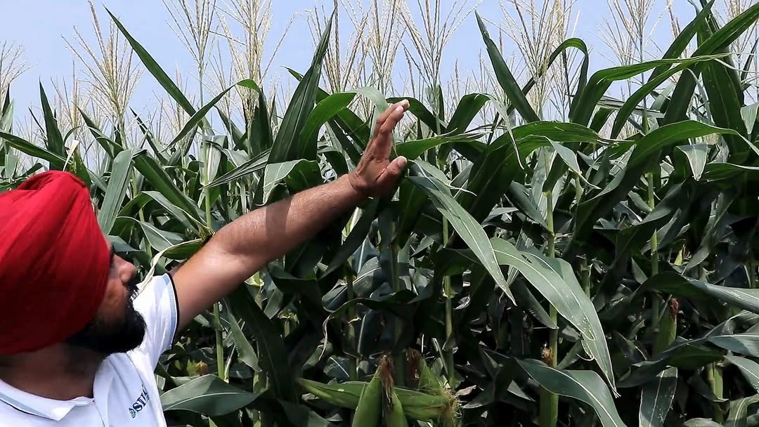 siraseedsforage 게시물 이미지: 🌽 ਸੀਰਾ 206 – ਸਾਇਲੇਜ ਲਈ ਬਣਿਆ ਖ਼ਾਸ ਮੱਕਾ ਬੀਜ!
⚡...