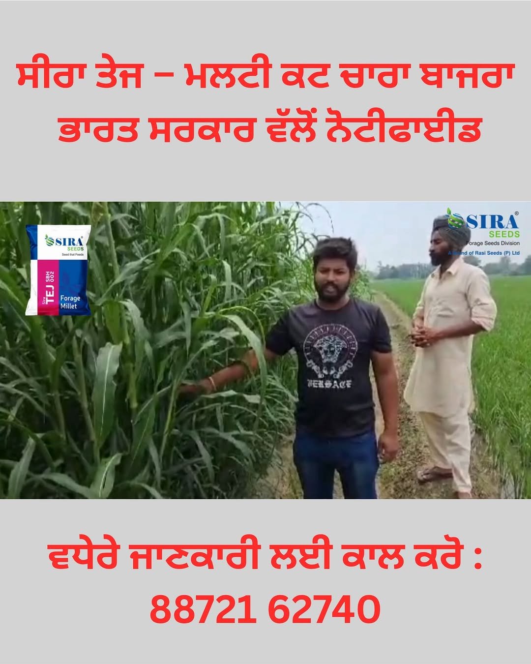 siraseedsforage 게시물 이미지: 🌱 ਸੀਰਾ ਤੇਜ – ਭਾਰਤ ਸਰਕਾਰ ਵੱਲੋਂ ਨੋਟੀਫਾਈਡ ਮਲਟੀ ਕਟ...