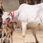 yadav___dairy___farm 프로필 사진