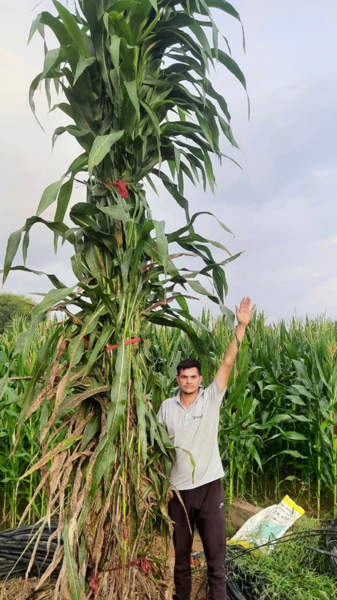 siraseedsforage 게시물 이미지: 