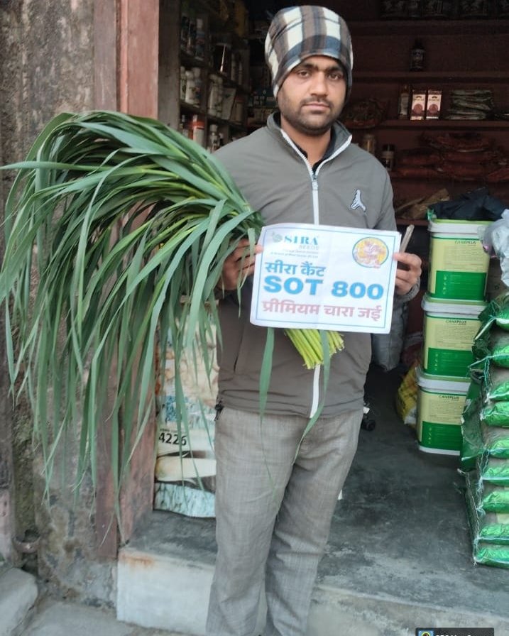Photo by Sira Seeds on January 11, 2026. May be an image of sugarcane, vegetable, plant and text that says '週日 習局 ONIRA OSIRA सीरा सीराकेट कैंट SOT 800 प्रीमियम चारा जई 4226'.