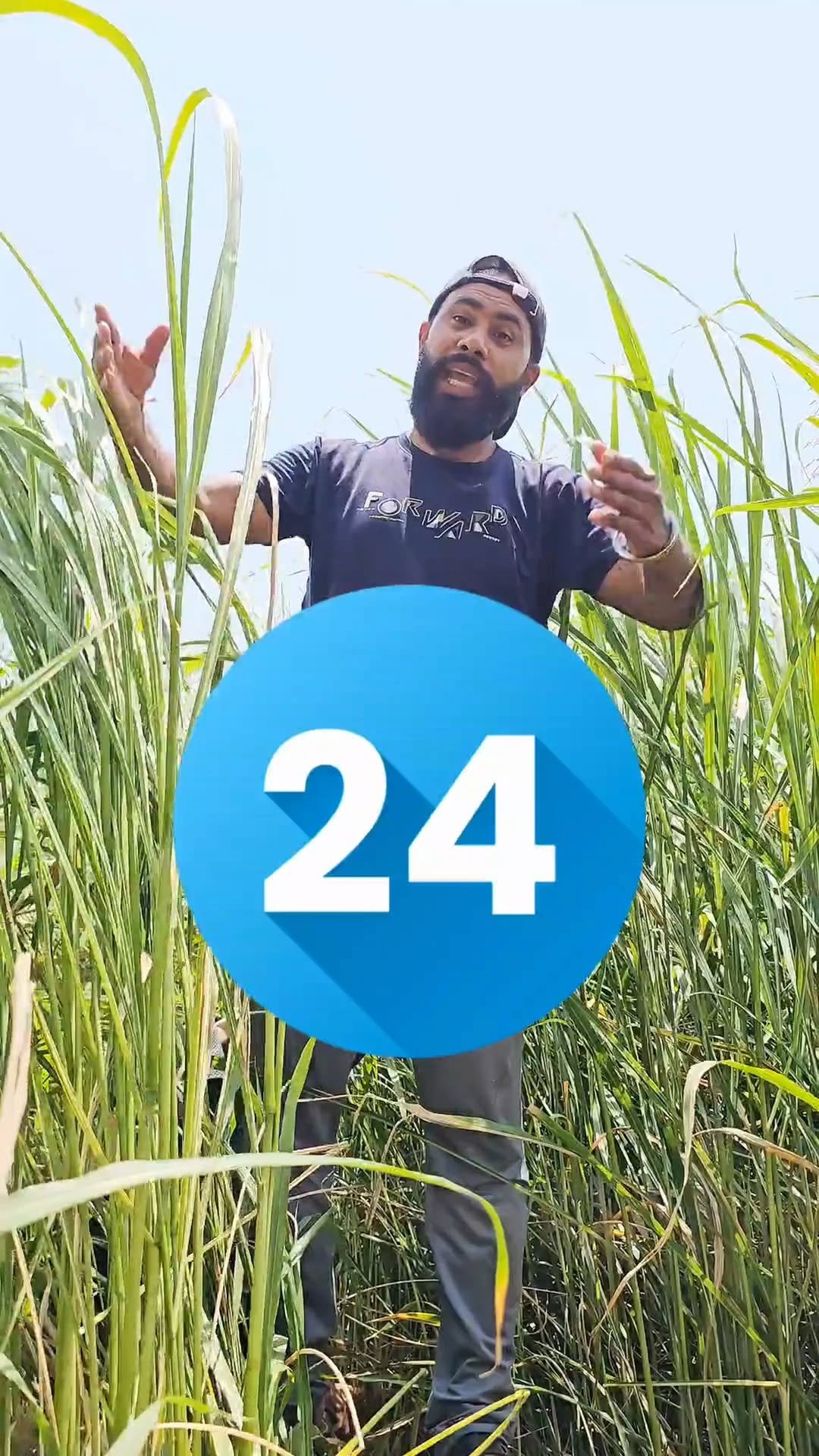 siraseedsforage 게시물 이미지: बुआई एक बार, कटाई 24 बार, हरा चारा दमदार। ना...