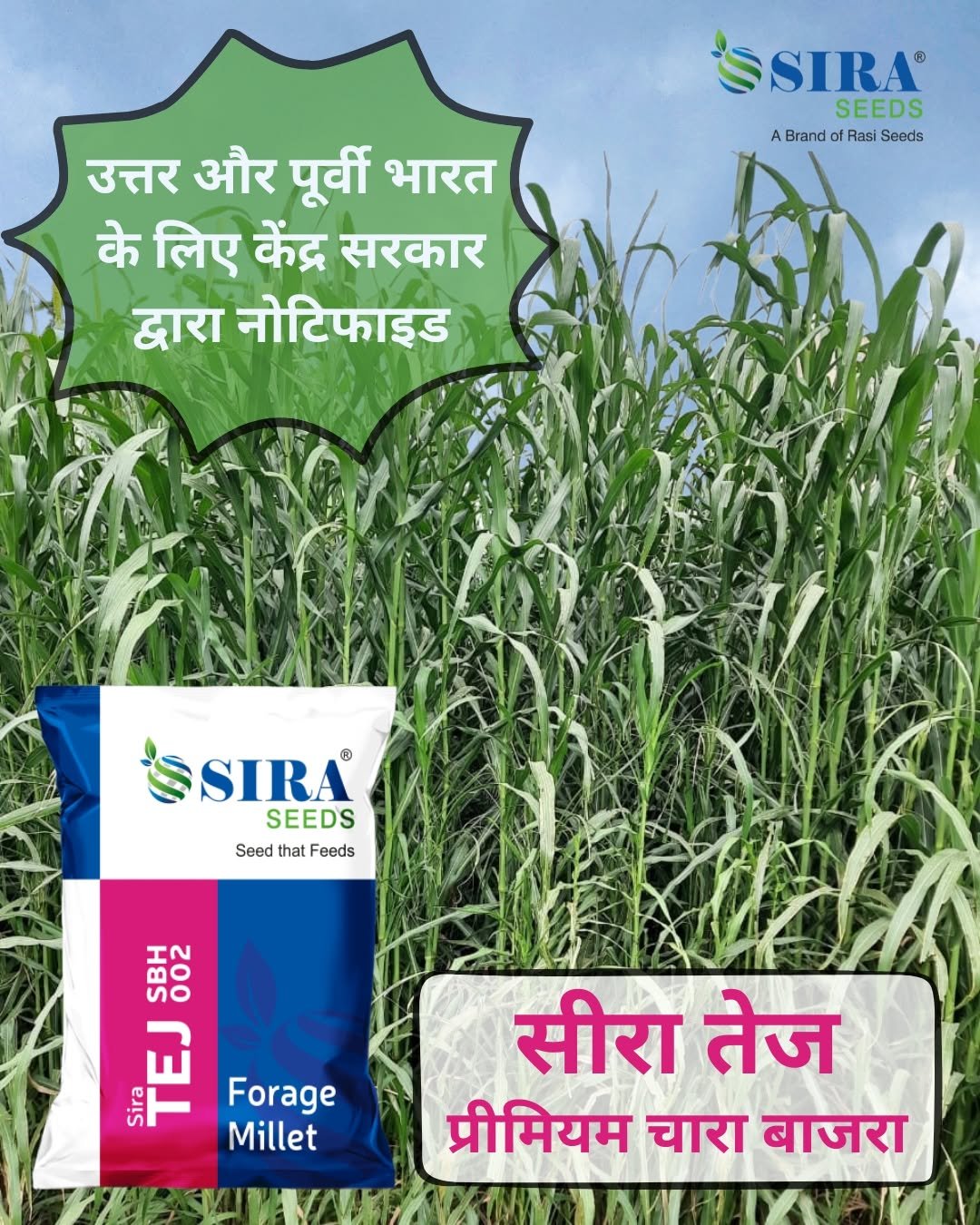 Photo by Sira Seeds on January 10, 2026. May be an image of sugarcane, plant and text that says 'SSIRA® SEEDS ABrandafRasiSeeds A Brand ofRasi Seeds उत्तर और पूर्वी भारत के लिए केंद्र सरकार द्वारा नोटिफाइड SSIRA SEEDS Seed that Feeds 問 W esrr TET Forage Millet सीरा तेज प्रीमियम चारा बाजरा'.