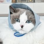 ragdoll_guksu 프로필 사진