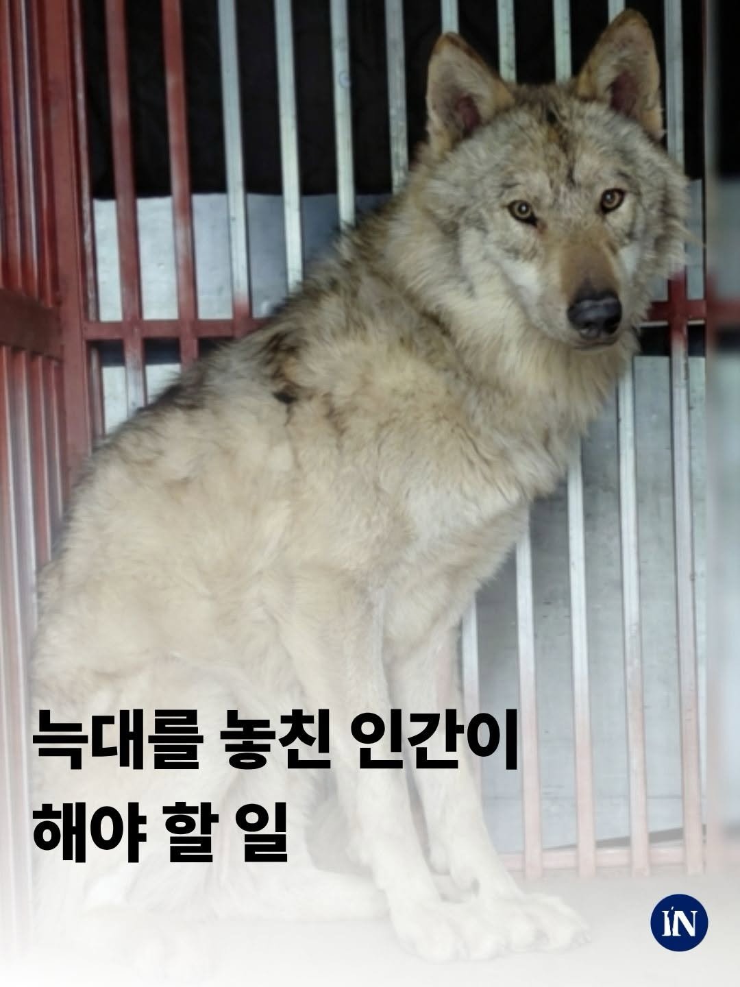 sisain_editor 게시물 이미지: 가두어 기르는 야생동물이 탈출하는 일은 하루이틀이 아니다. 

〰️댓글로 #시사인...
