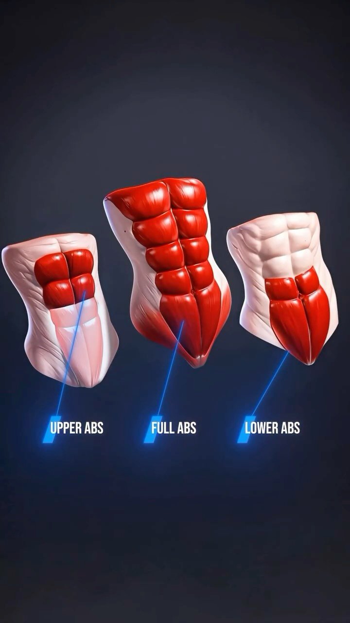 sixpackfemmes 게시물 이미지: Hit Every Part of Your Abs

Crunches target...