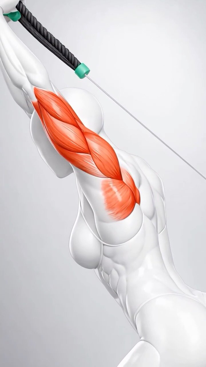 sixpackfemmes 게시물 이미지: Train Your Triceps Like This

Hit every head...