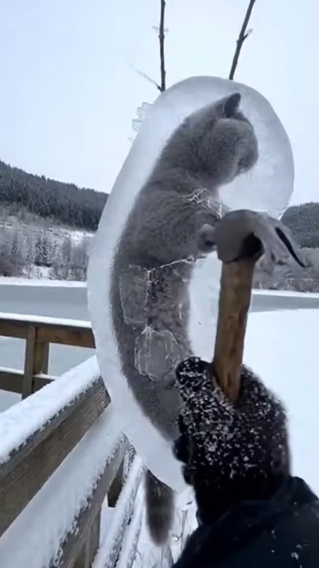 skill_panda_ 게시물 이미지: #StreetCatRescue #CatRescue #SaveStreetCats...