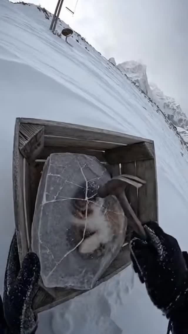 skill_panda_ 게시물 이미지: #StreetCatRescue #CatRescue #SaveStreetCats...