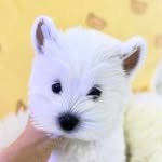 purepet_dog_cat 프로필 사진