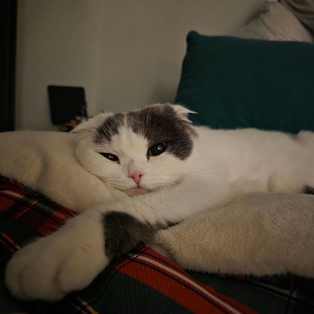 Photo by leehongki on December 31, 2025. May be an image of ragdoll cat, Persian cat, Abyssinian cat, kitten, beanbag chair and text.