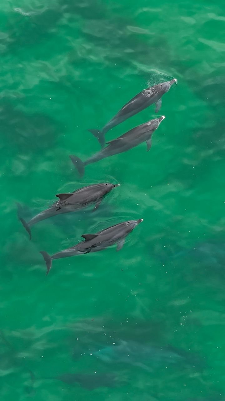 skymonkey5 게시물 이미지: A pod of dolphins cruising the shallows at Dee...