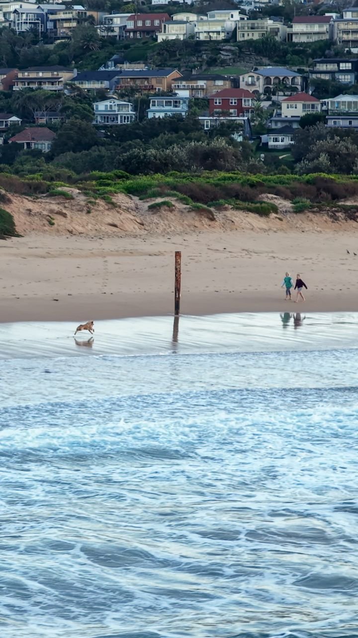 skymonkey5 게시물 이미지: A dog going by the name “Big George” slipped...