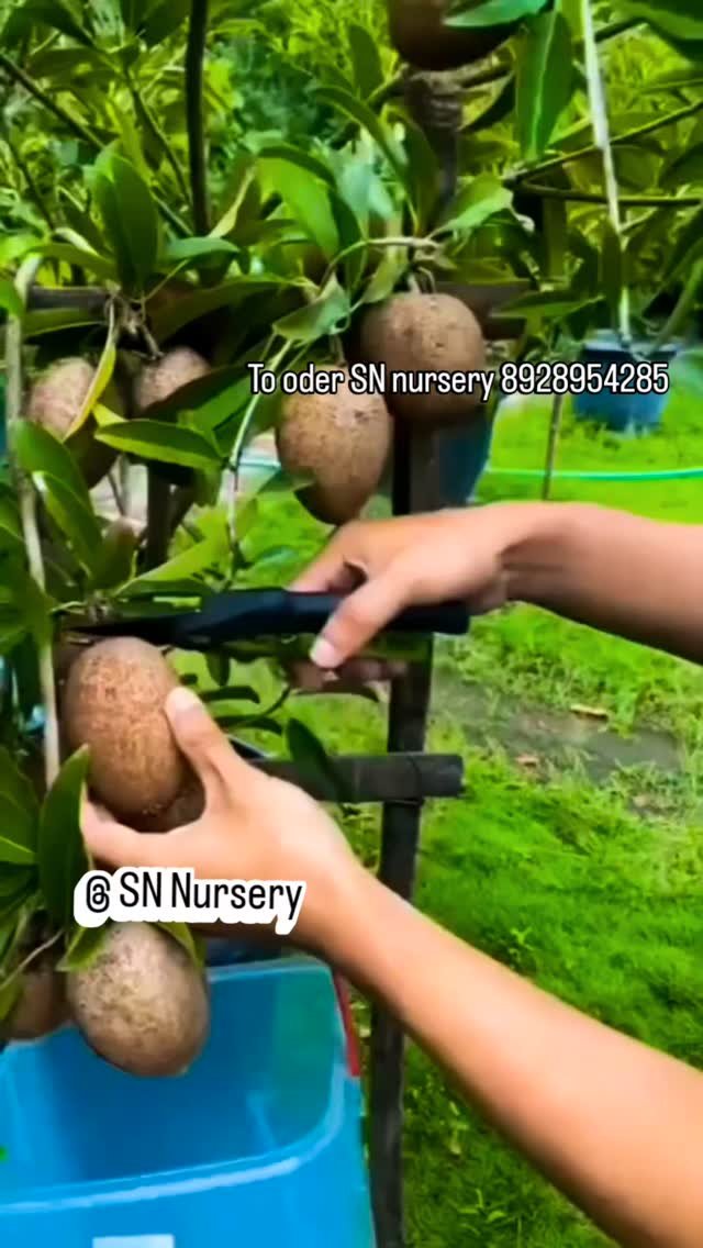 sn_nursery_85 게시물 이미지: Welcome to SN Nursery long chiku rejalt pot...