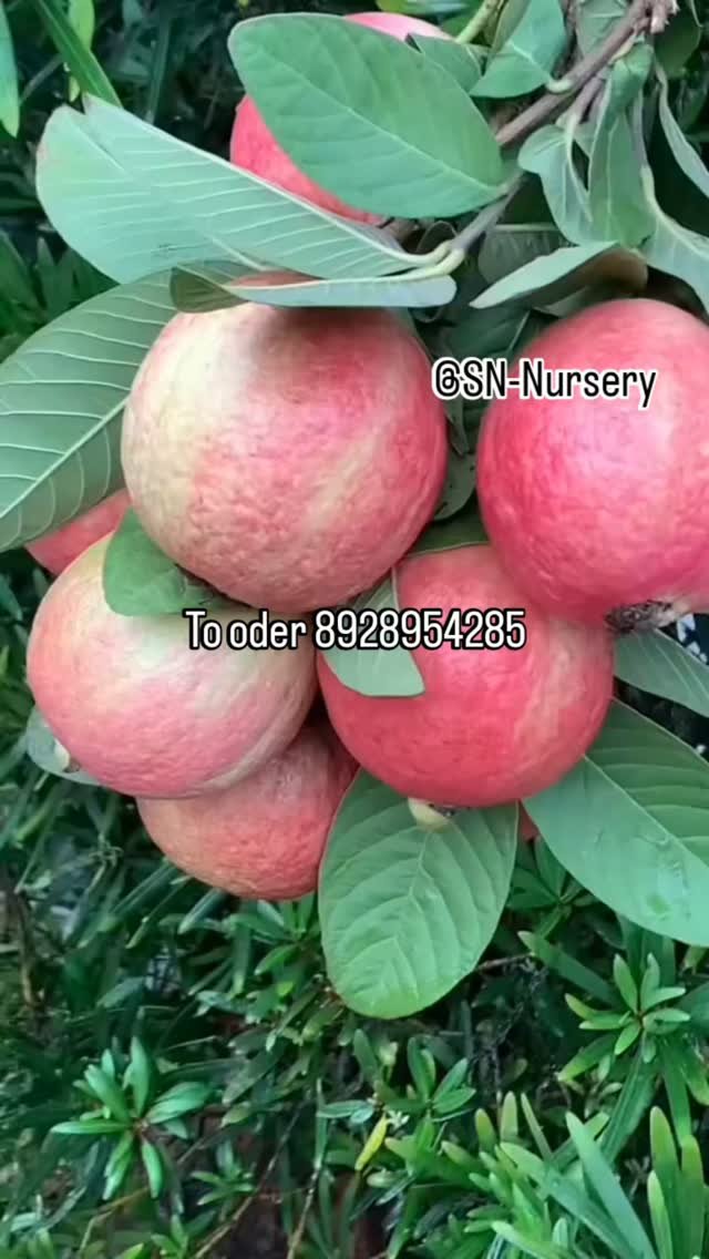 sn_nursery_85 게시물 이미지: Welcome to SN Nursery Japanese red diamond...