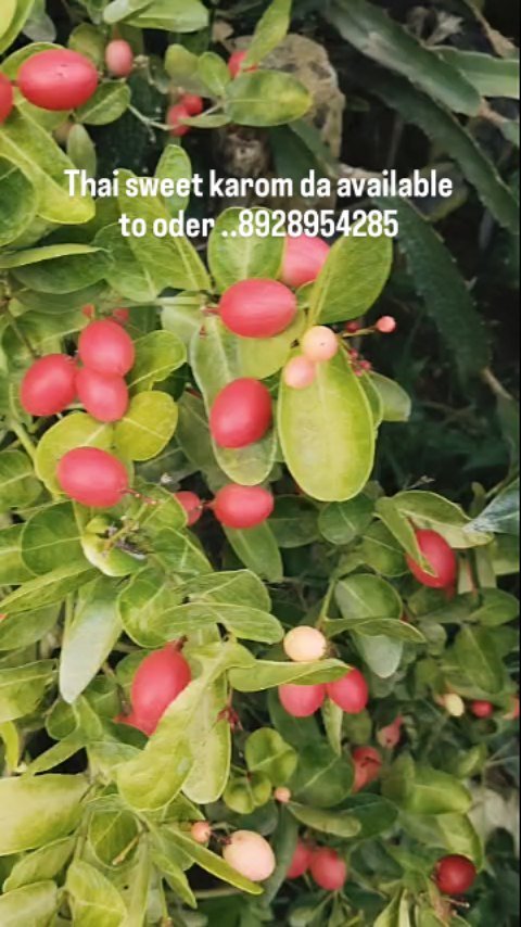 sn_nursery_85 게시물 이미지: Welcome to nursery to oder Thai sweet karom da...