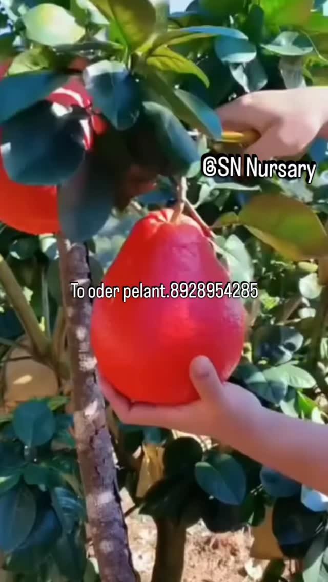 sn_nursery_85 게시물 이미지: Welcome to sn nursery red jambura pelant...