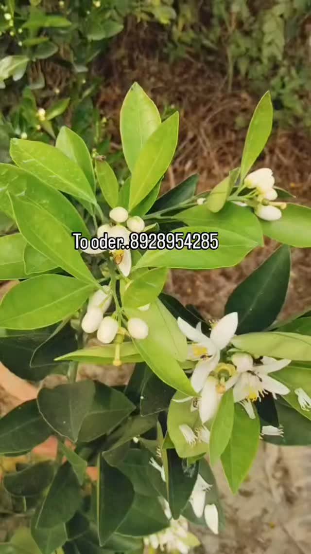 sn_nursery_85 게시물 이미지: Orange pelant pot goro verey healthy grafted...