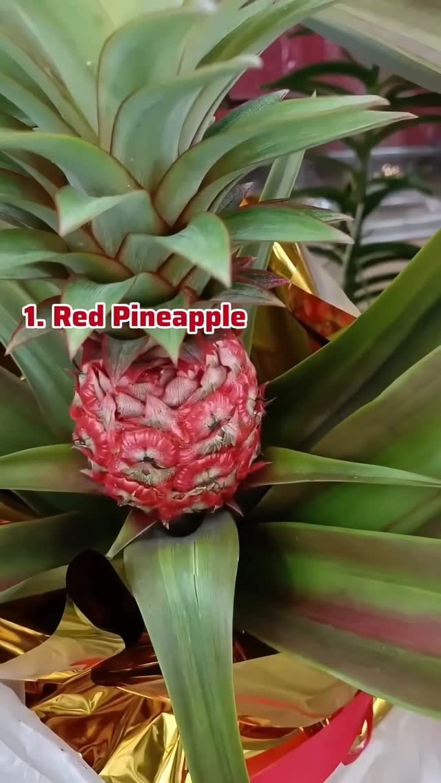 sn_nursery_85 게시물 이미지: Grow your own fruit garden, Order Now...