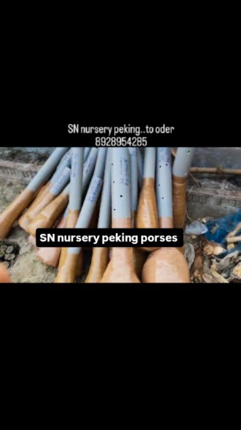 sn_nursery_85 게시물 이미지: ✅ Welcome to our🌲 S.N Nursery 🌲✅ all fruit...