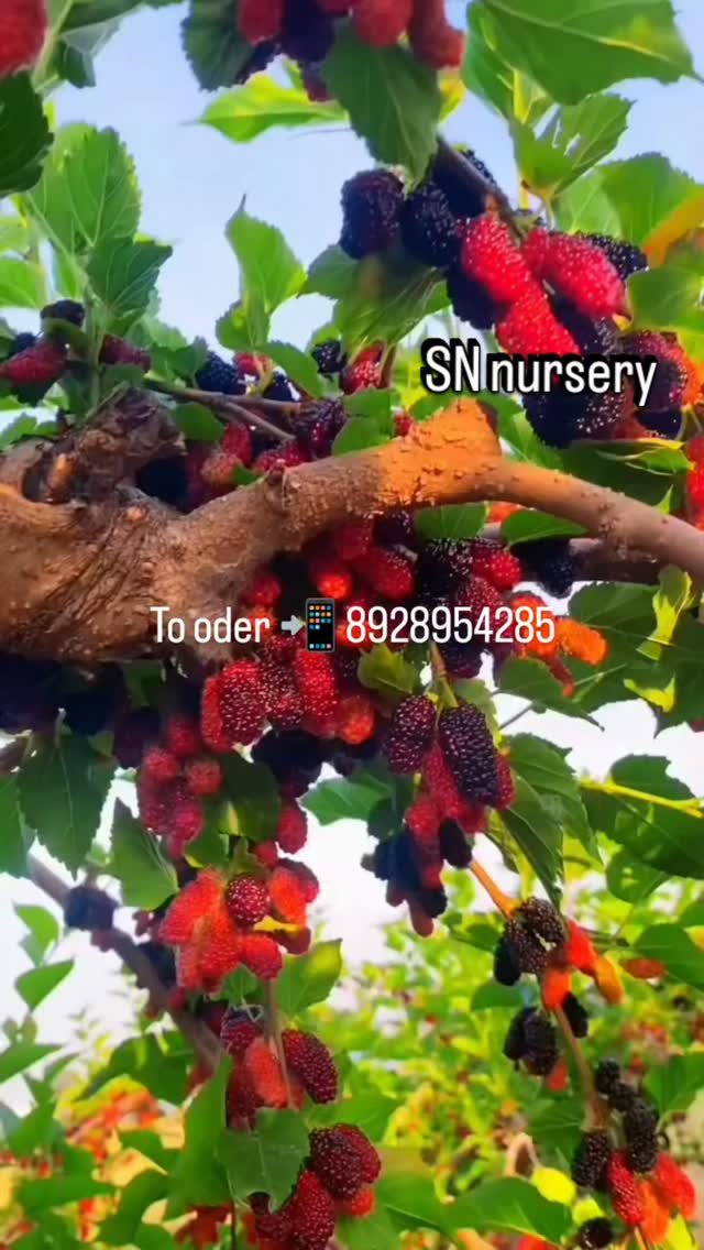 sn_nursery_85 게시물 이미지: Welcome sn nursery long mulberry plant...
