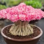 shri_vrindavan_nursery 프로필 사진