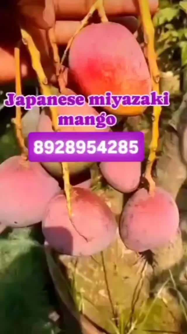 sn_nursery_85 게시물 이미지: Welcome to  sn nursery all fruit pelant...