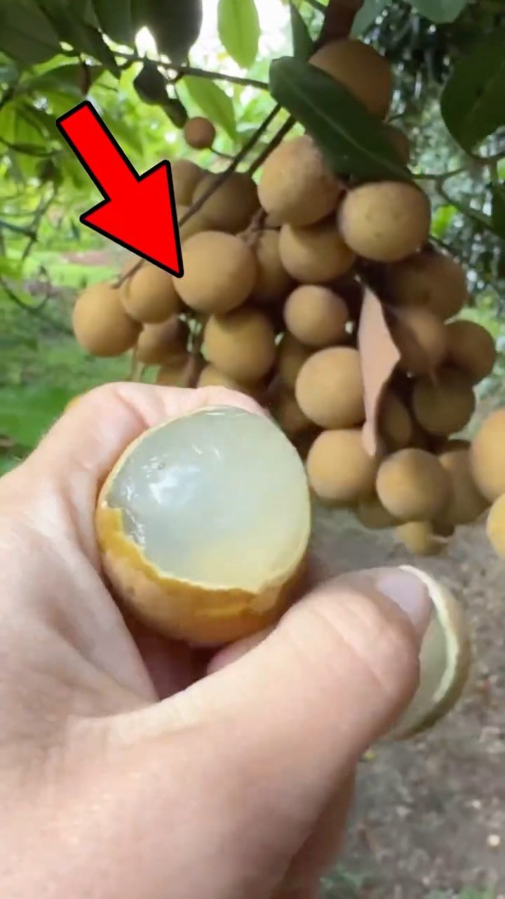 sn_nursery_85 게시물 이미지: Amazing & Awesome 😋 Exotic Fruit Plants 
.
SN...