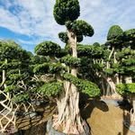 plants.world_nursery 프로필 사진