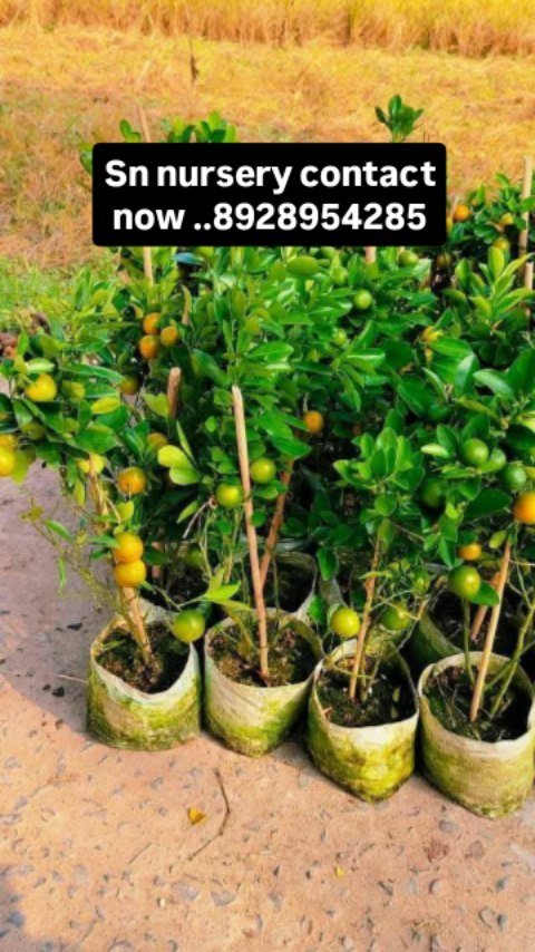 sn_nursery_85 게시물 이미지: ✅ Welcome to our🌲 S.N Nursery 🌲✅ all fruit...