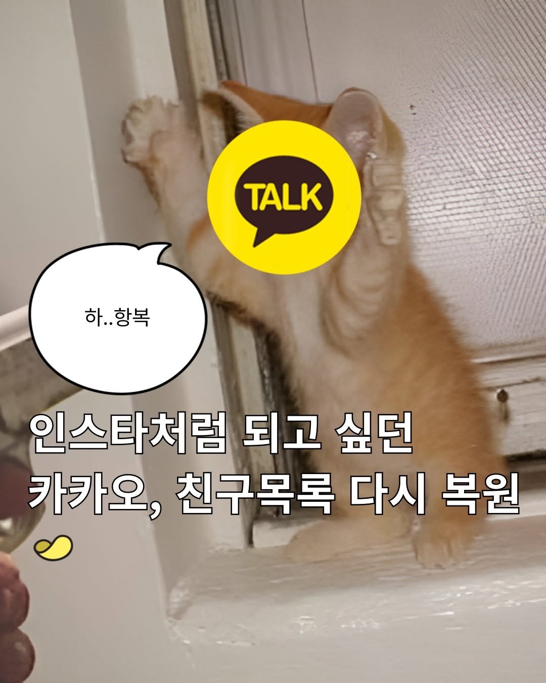 Photo by 스낵경제ㅣ경제 큐레이터 on September 29, 2025. May be an image of kitten, pie and text that says 'TALK 하..항복 항복 하.. 인스타처럼 되고 싶던 카카오, 친구목록 다시 복원'.