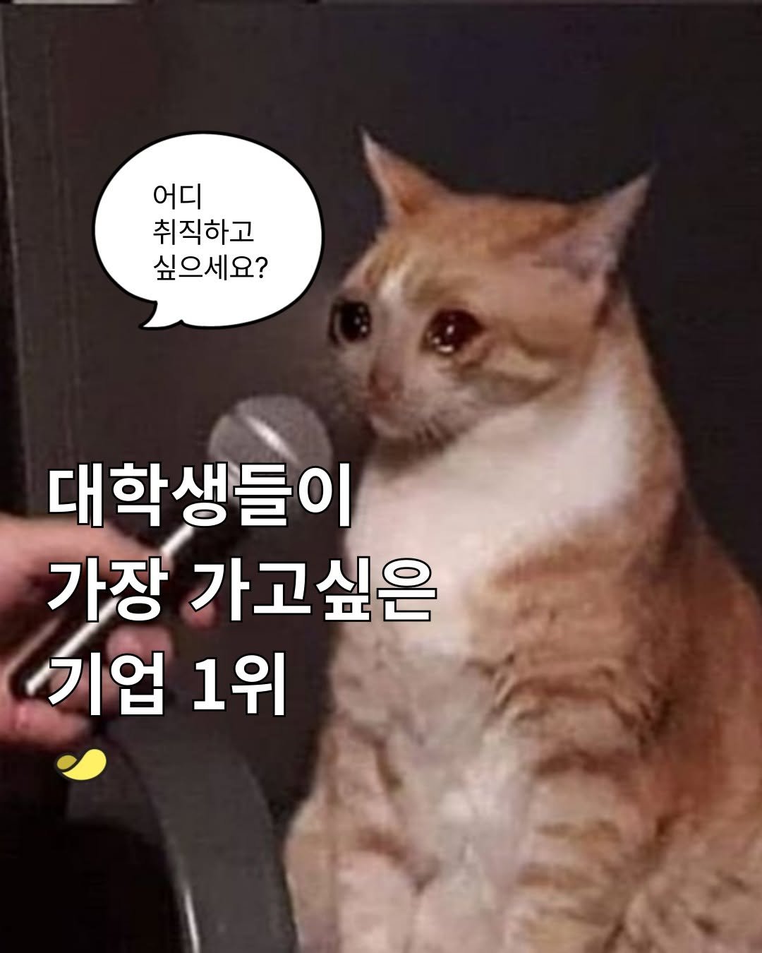 Photo by 스낵경제ㅣ경제 큐레이터 on July 28, 2025. May be a meme of cat and text that says '어디 취직하고 싶으세요? 대학생들이 가장 가고싶은 기업 1위'.