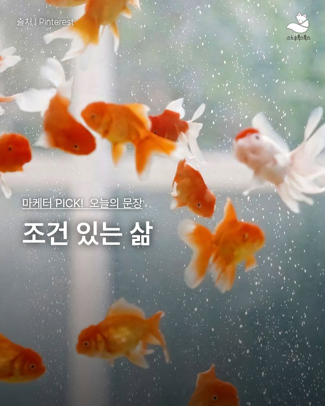 Photo by 출판사 스노우폭스북스 공식 인스타그램 on April 27, 2026. May be an image of goldfish, guppy and text that says '출처.Pinrst 출처. Pinterest 스노우폭스부스 마케터 마케터'.CK PICK! 오늘의 문장 조건 있는 삶 20 삶'.