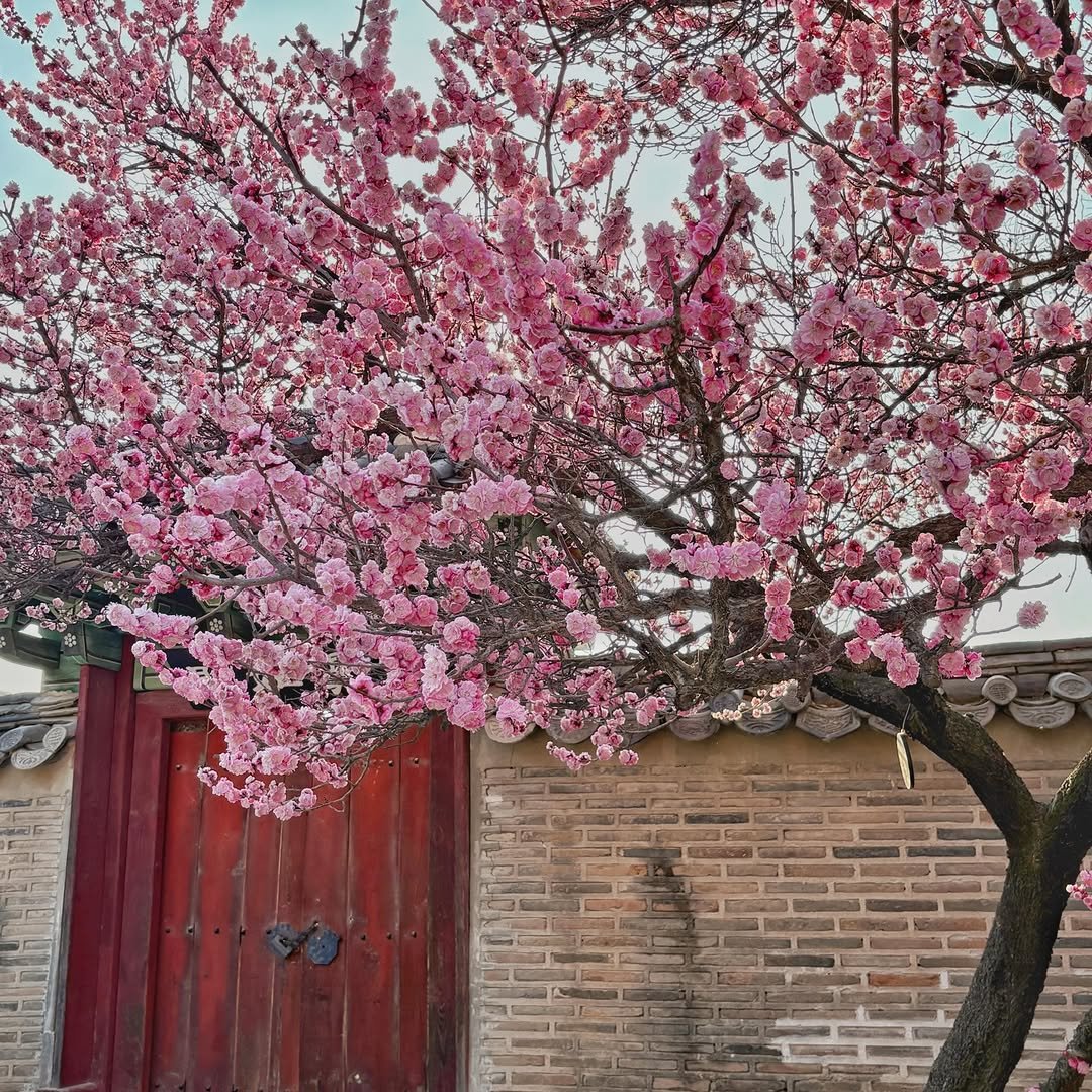 Photo by 설백 on April 12, 2026. May be an image of stone-fruit tree and text.
