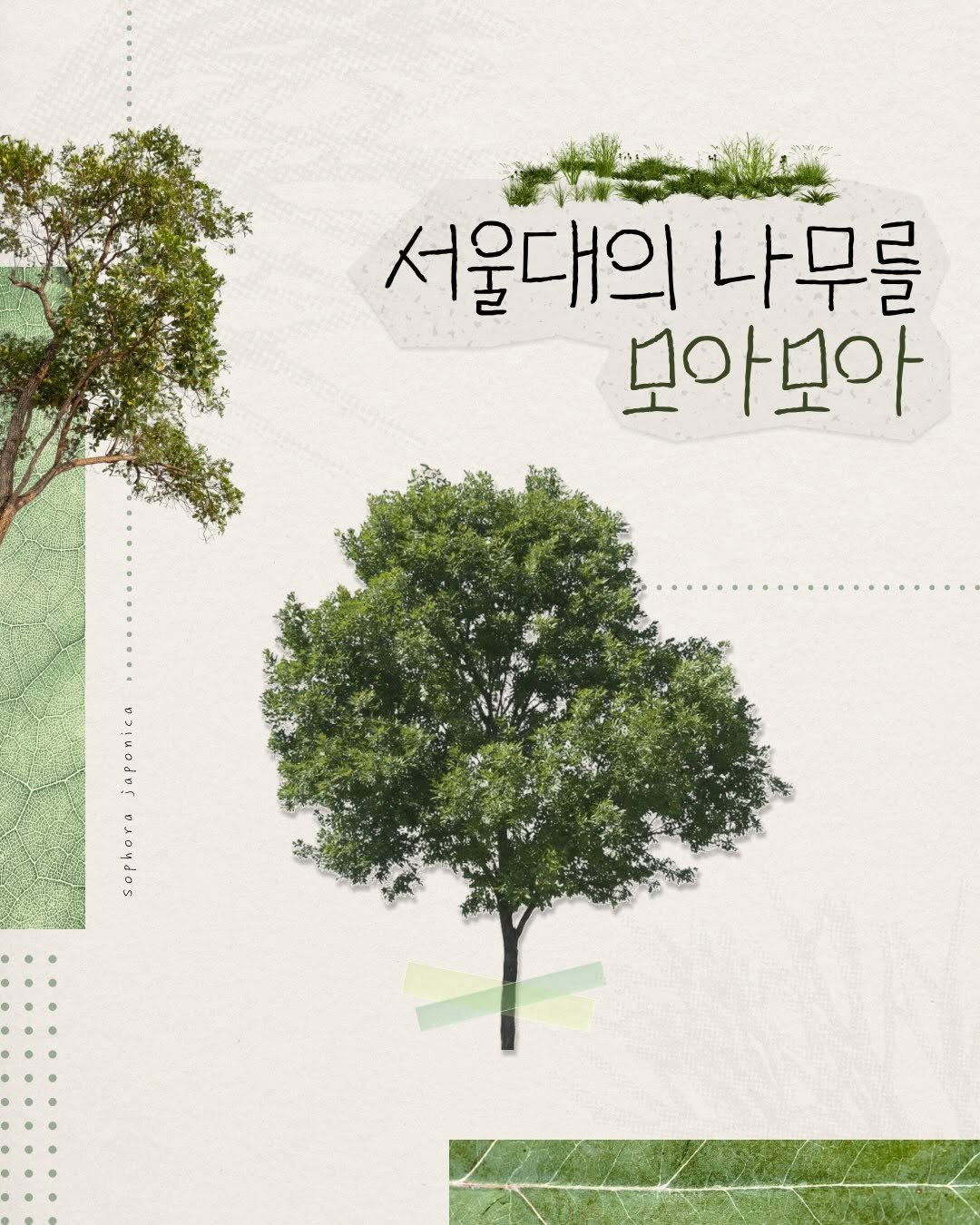 snu.official 게시물 이미지: 🌳서울대의 나무를 모아모아🌿

어느새 짙은 초록으로 물든 여름의 캠퍼스💚
푸른...
