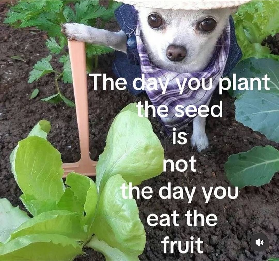 Photo by 소현섭 on November 02, 2025. May be an image of chard, collard greens, plant and text that says 'The day you plant the theseed seed is not the day you eat the fruit'.