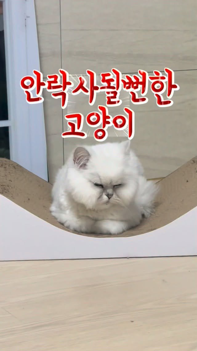 soiy__11 게시물 이미지: 설기의 스토리입니다
설기야 사랑해 엄마랑 쭉잘살자 
#안락사 #고양이