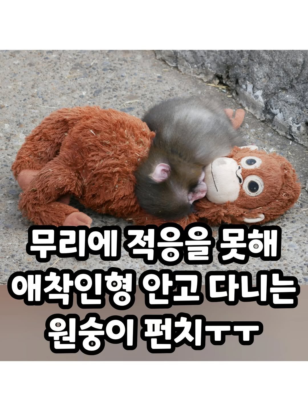 Photo by 썸에서연애까지 on February 17, 2026. May be an image of animal and text that says '무리에 적응을 못해 애 애착인형 안고 다니는 원숭이 펀치ㅜㅜ'.