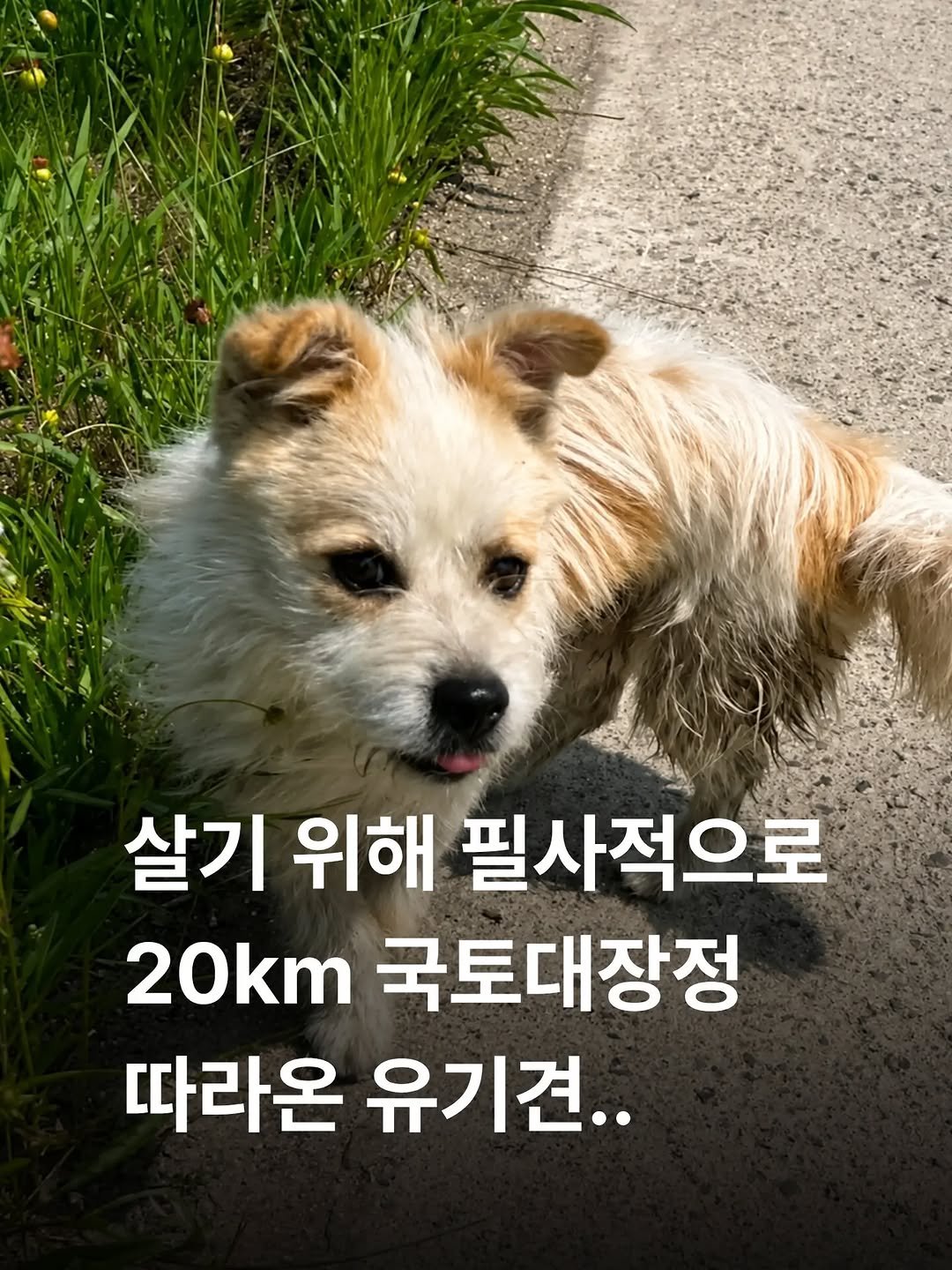 some2lve 게시물 이미지: 살기 위해 20㎞를 따라왔다…국토대장정 행렬 놓치지 않은 유기견 ‘공주’

충남...