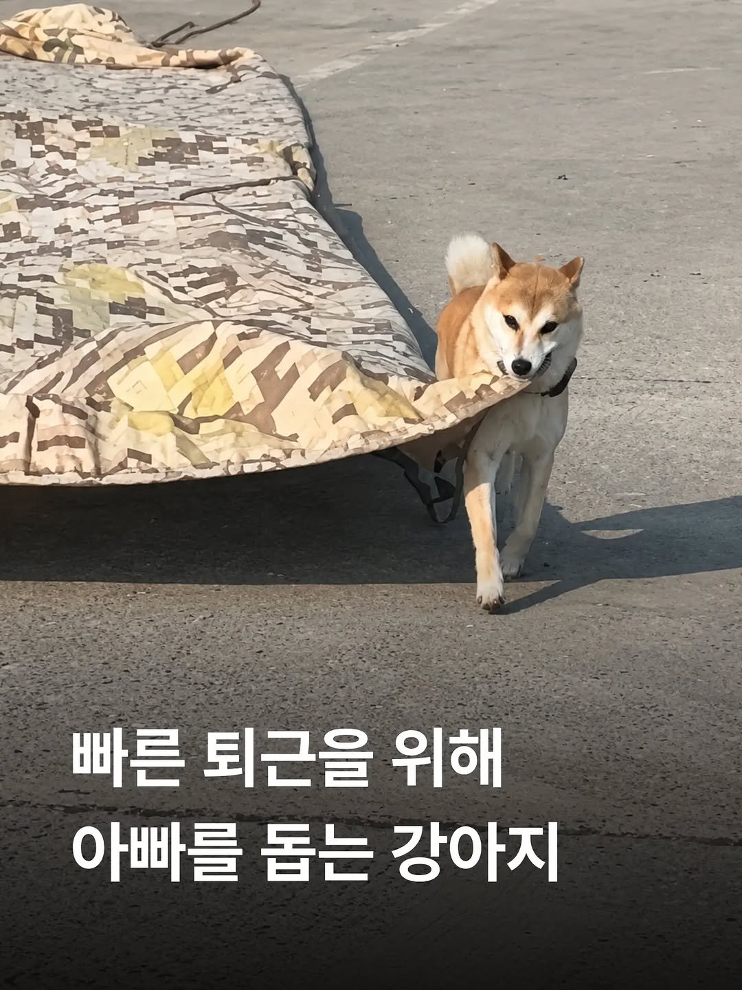 some2lve 게시물 이미지: 하루이틀 도운 솜씨가 아닌듯
넘 똑똑해ㅠㅠ
