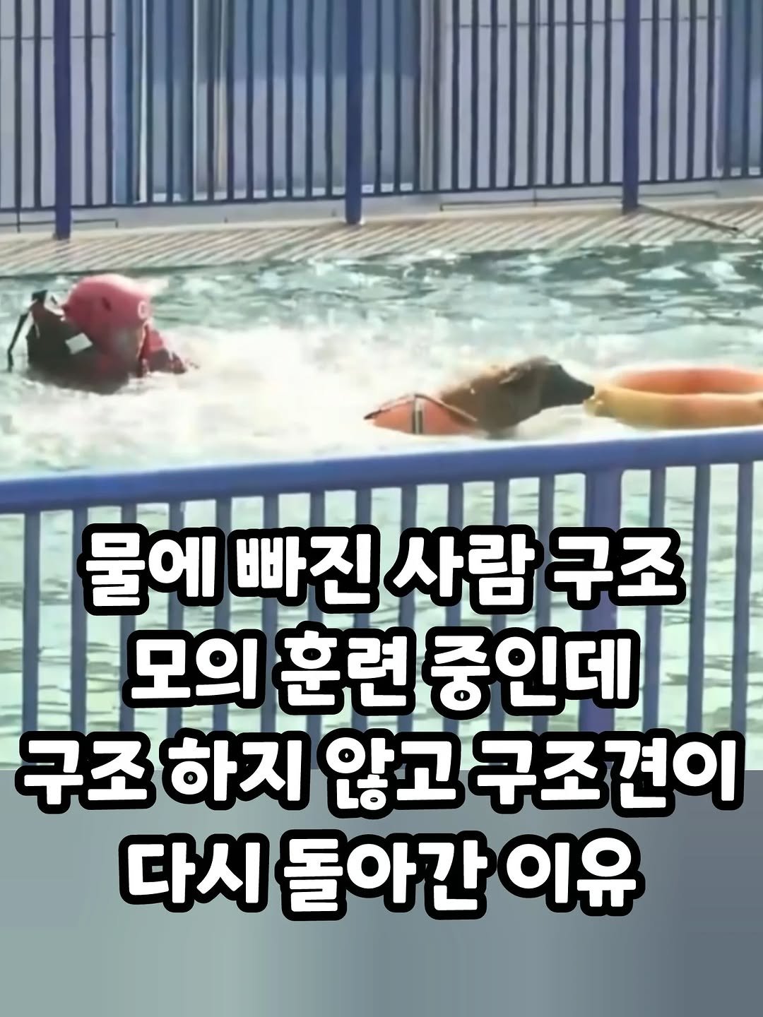 some2lve 게시물 이미지: 구조견: 야! 너 수영 잘하자나!!!