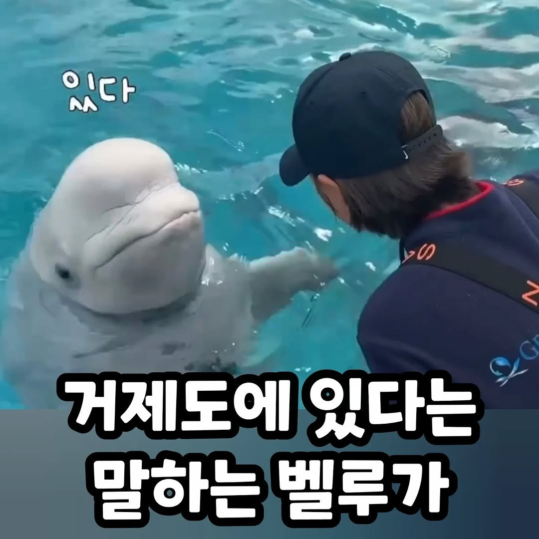 Photo by 썸에서연애까지 on September 30, 2025. May be an image of 1 person and text that says '있다 다 Mл 거제도에 있다는 말하는 벨루가'.