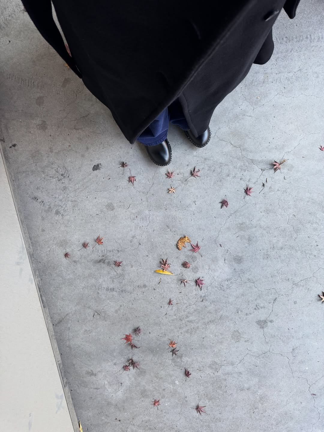 Photo by 아방 on November 28, 2025. May be an image of cockroach, garbage, carpet and text.