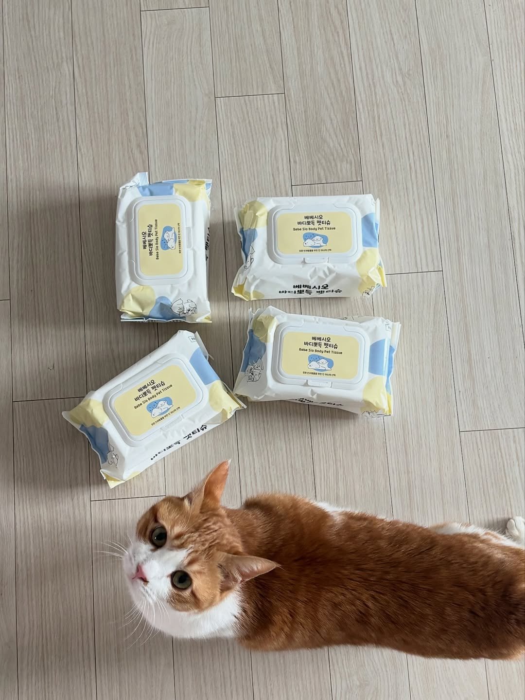 Photo shared by song han hee on February 14, 2026 tagging @many._.2, and @bebe_sio. May be an image of kitten, Abyssinian cat, petfood, diaper and text.