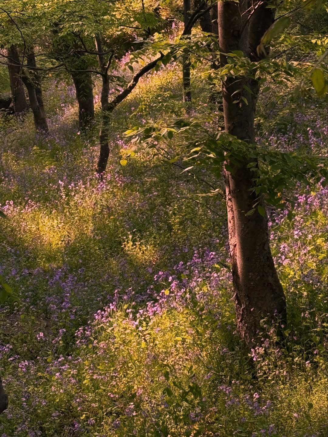 Photo by 송자영 SONG JA YOUNG on April 26, 2026. May be an image of nature and text.