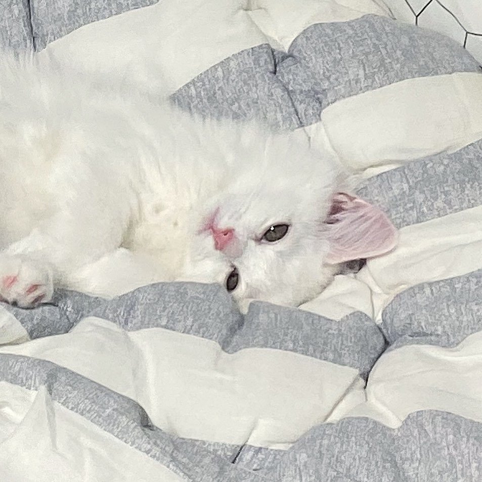songja0u0 게시물 이미지: 누가 엄마 그렇게 쳐다보래.

#미묘 #고양이 #페르시안 #터키쉬앙고라 #냥스타그램...