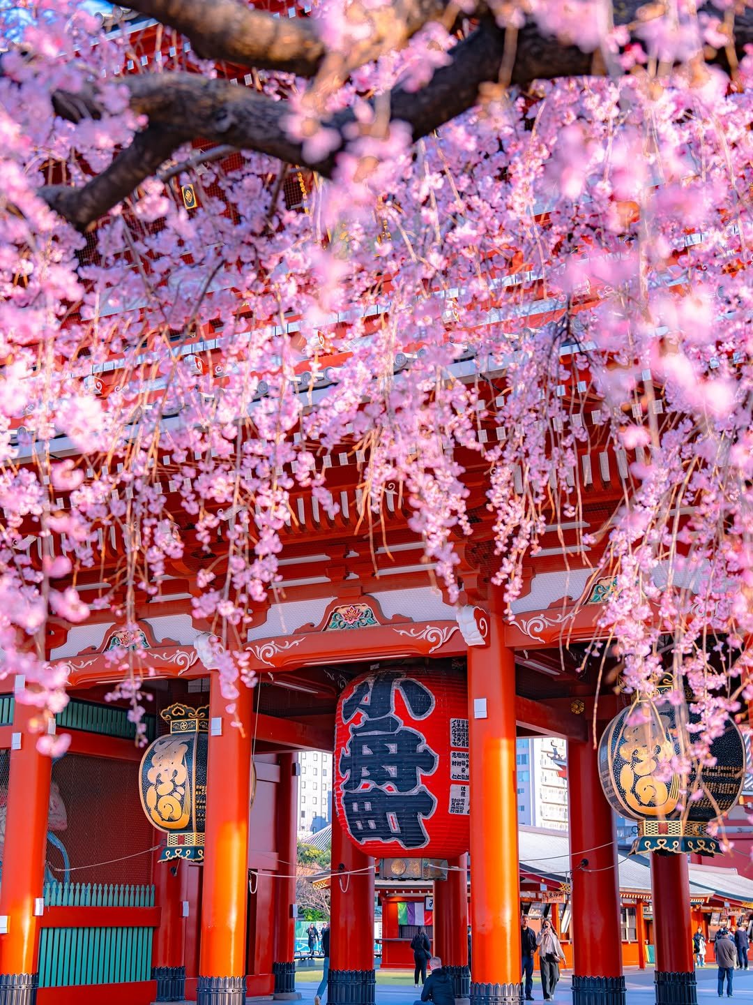 Photo by Soni's tokyo life on March 22, 2026. May be an image of stone-fruit tree, Fushimi Inari Taisha and text.