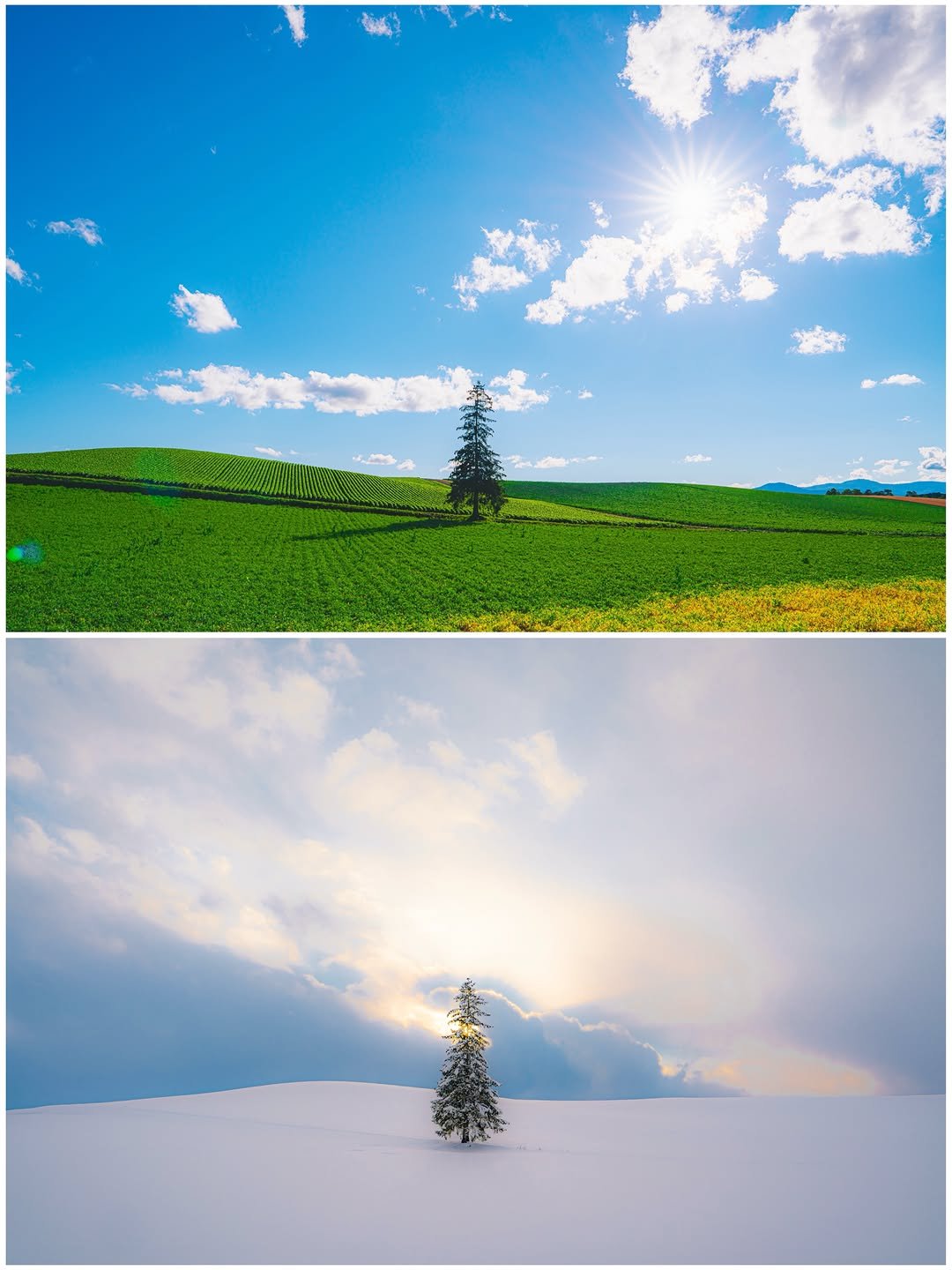 soni_tokyo 게시물 이미지: 🌲 극강의 푸르름과 수북히 쌓인 눈의 느낌이 대비되는 비에이의 대표 관광거리인...